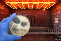 Moldy Food Left in Oven: Can You Safely Reheat It?