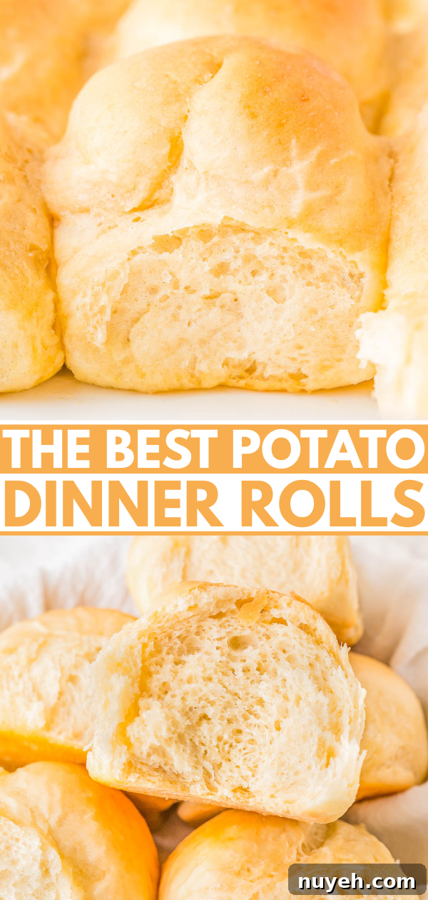 Freshly baked potato dinner rolls arranged closely together.