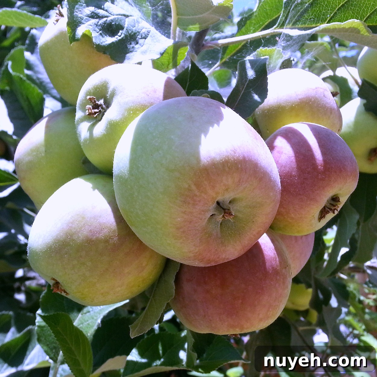 insta ripe apples on a tree