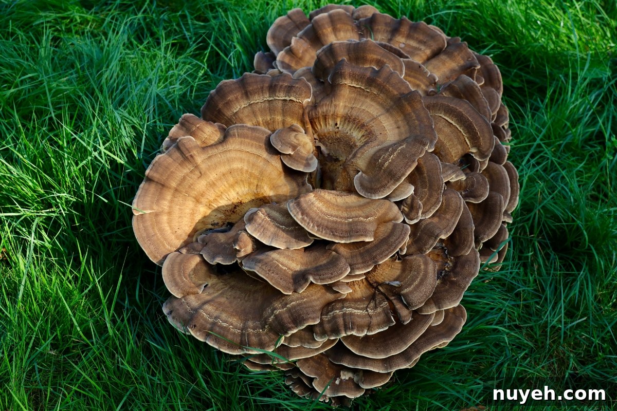 Black Staining Polypore (Meripilus sumstinei)