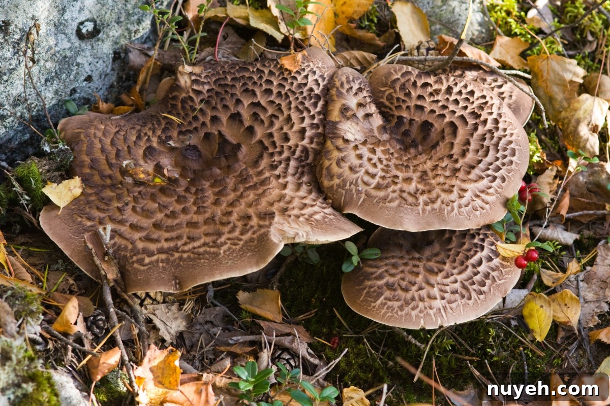 Hawks Wing Mushroom or Scaly Hedgehog (Sarcodon imbricatus) 