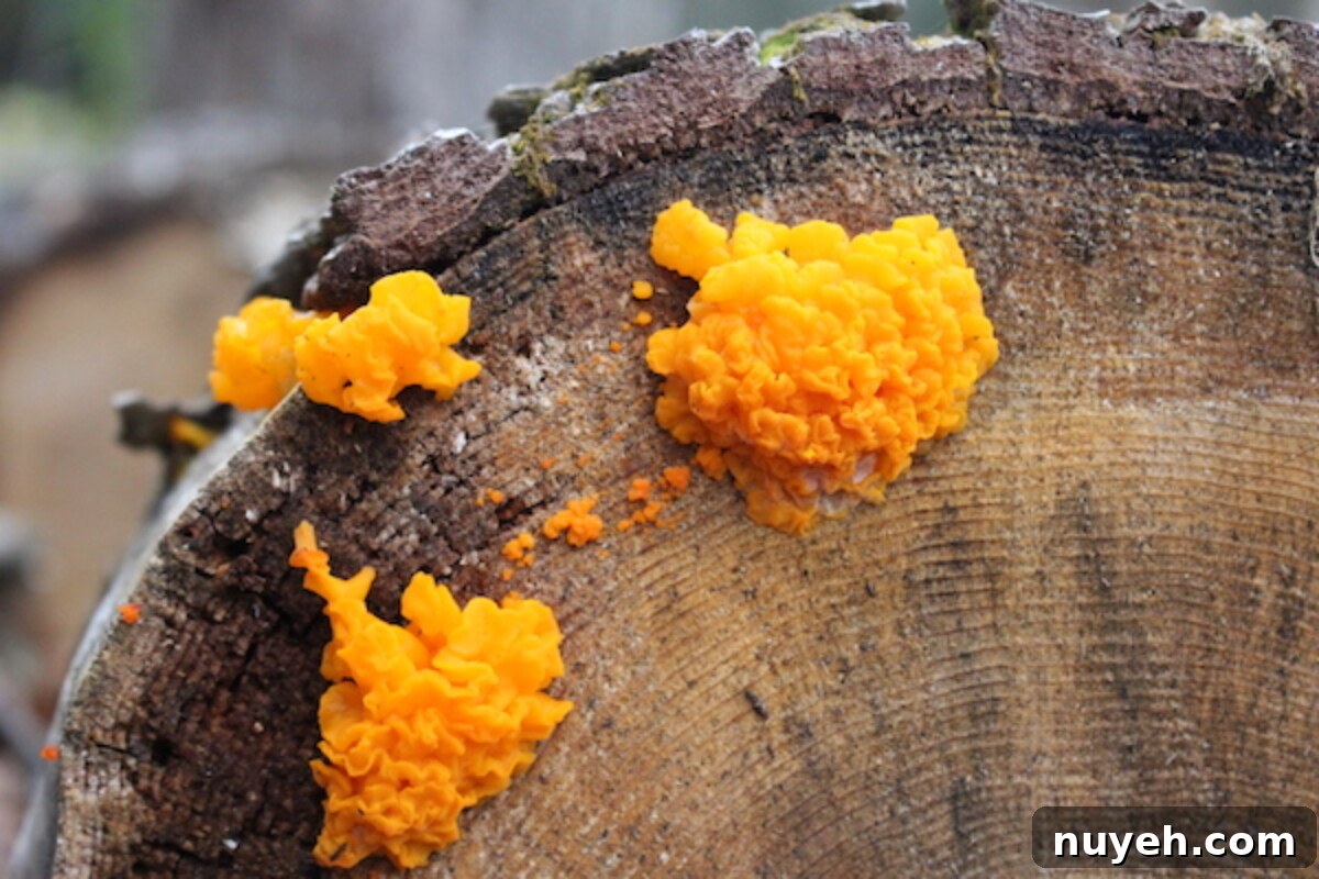 Several large orange jelly fungus (Dacrymyces palmatus) growing out of the cut end of a downed hemlock log.