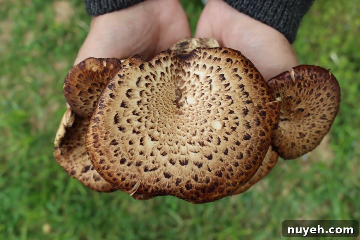 Pheasant Back Mushroom