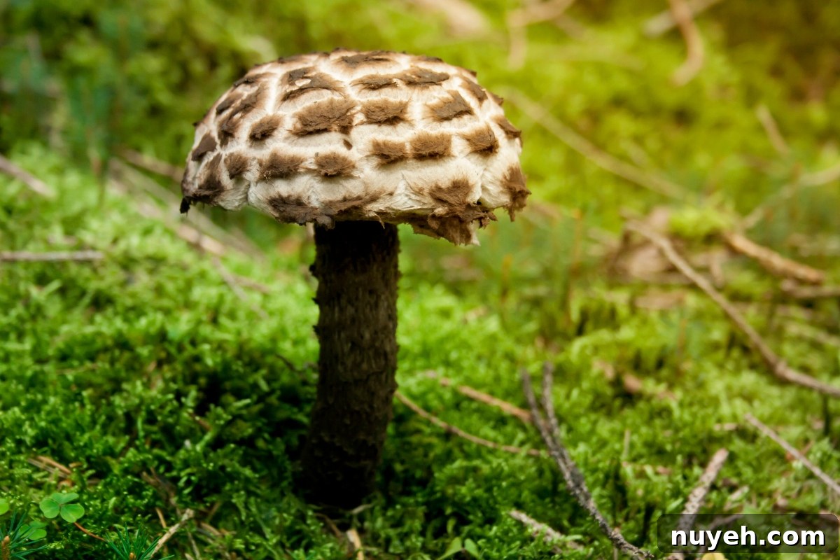 Old Man of the Woods Mushroom (Strobilomyces strobilaceus)