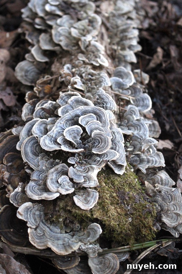 Turkey tail mushrooms on a hardwood log in our woods.