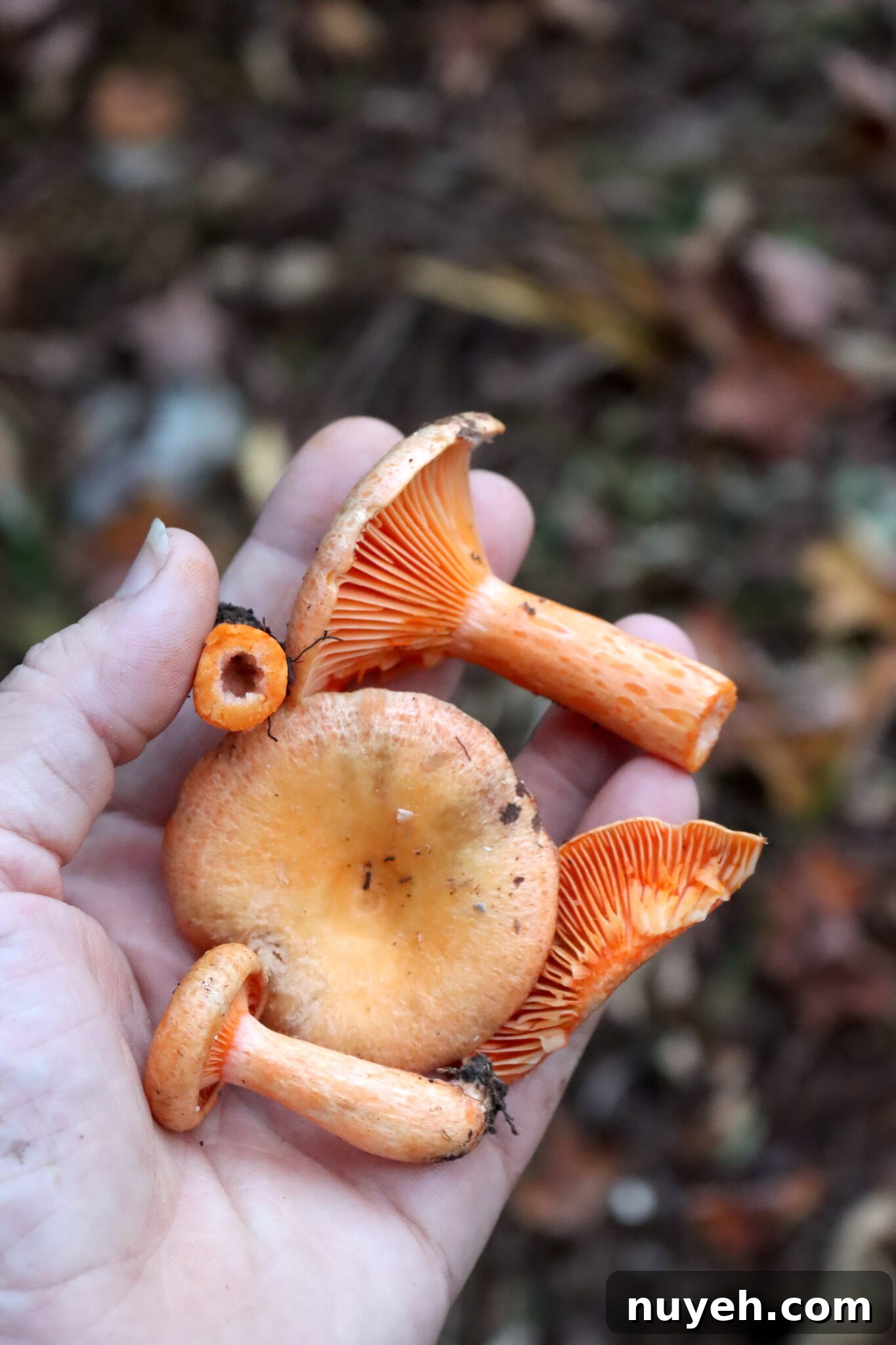 Orange Milk Cap (Lactarius thyinos)