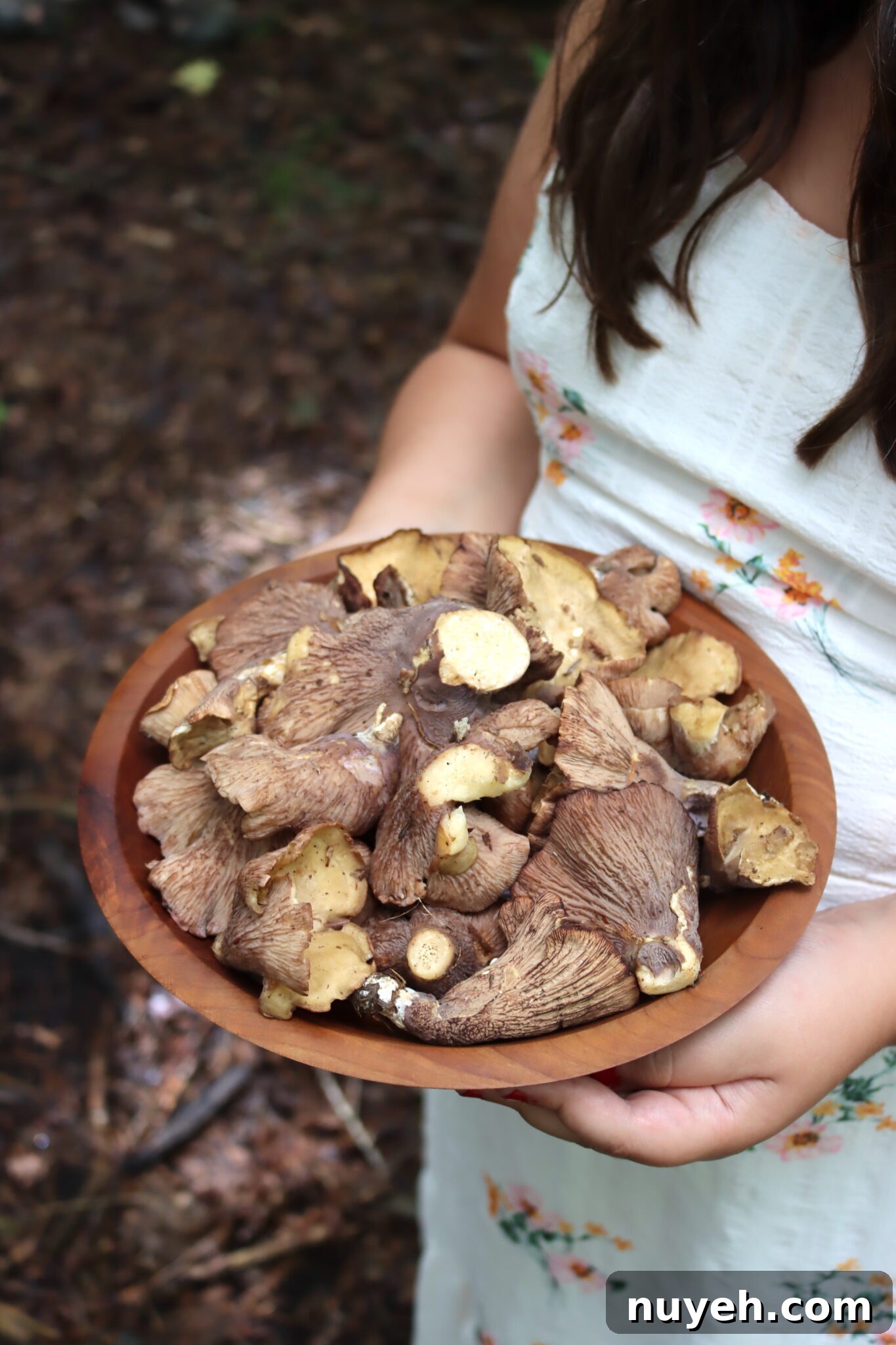 Pigs Ear Mushrooms