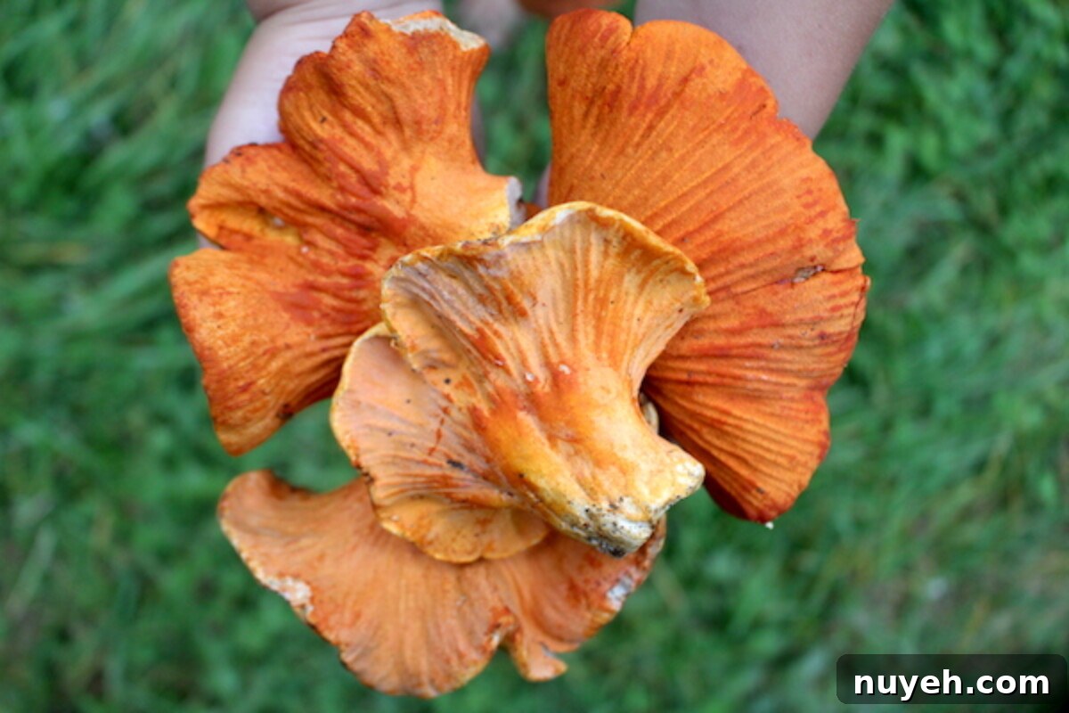 Lobster Mushrooms