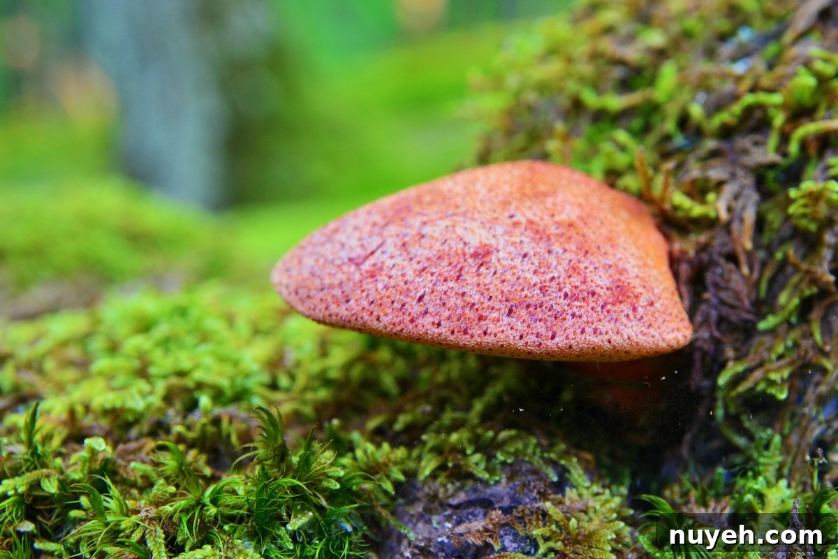 Beefsteak Mushroom