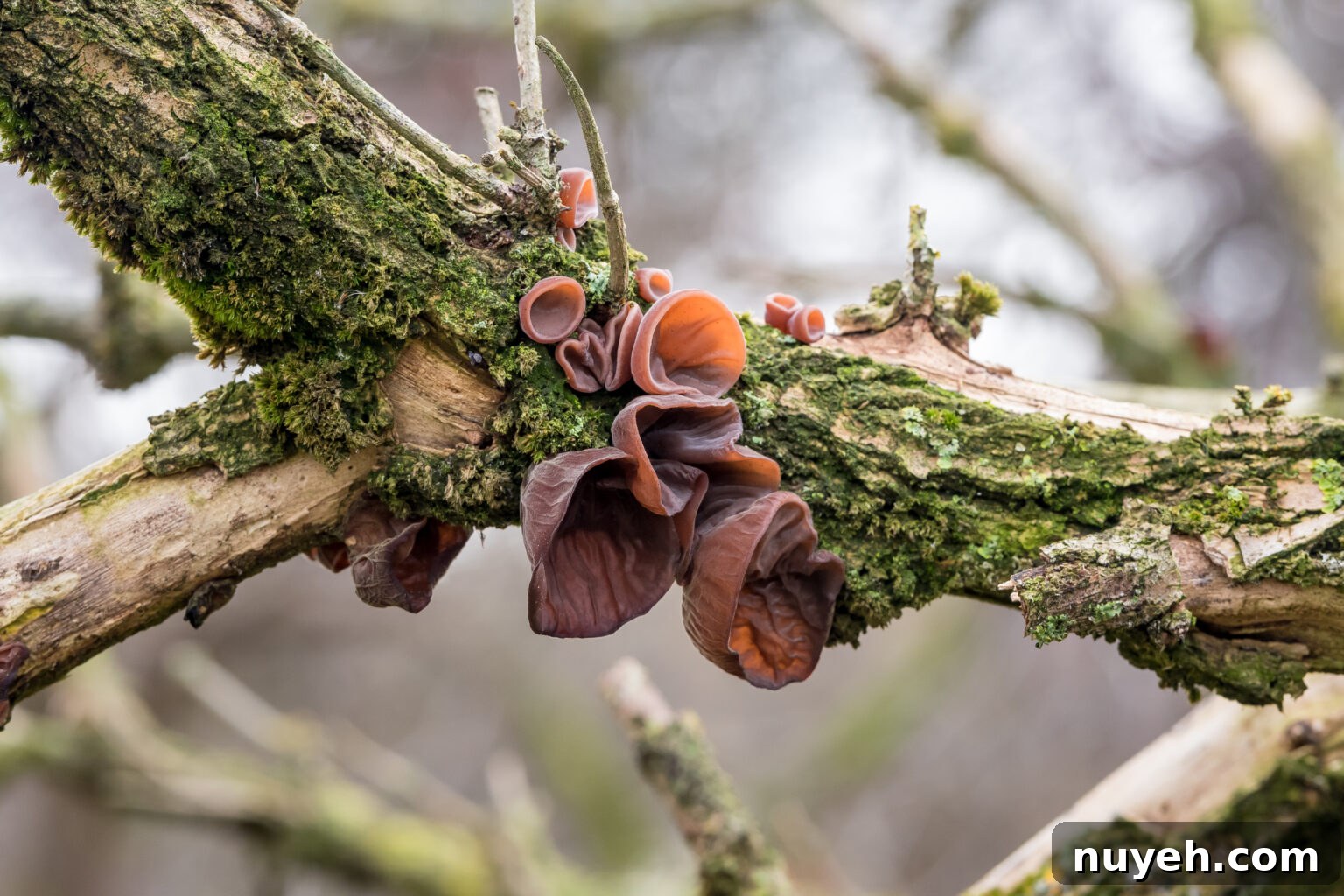 Woods Ear Mushrooms