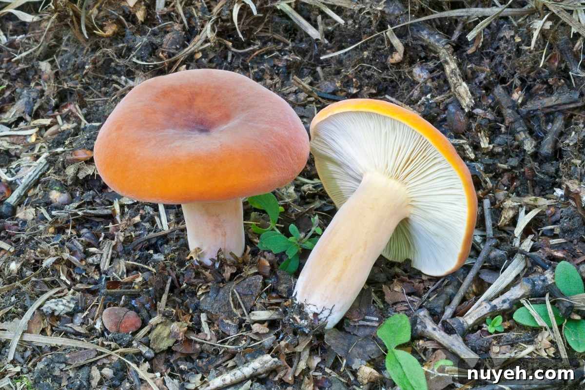 Weeping Milkcap (Lactifluus volemus)