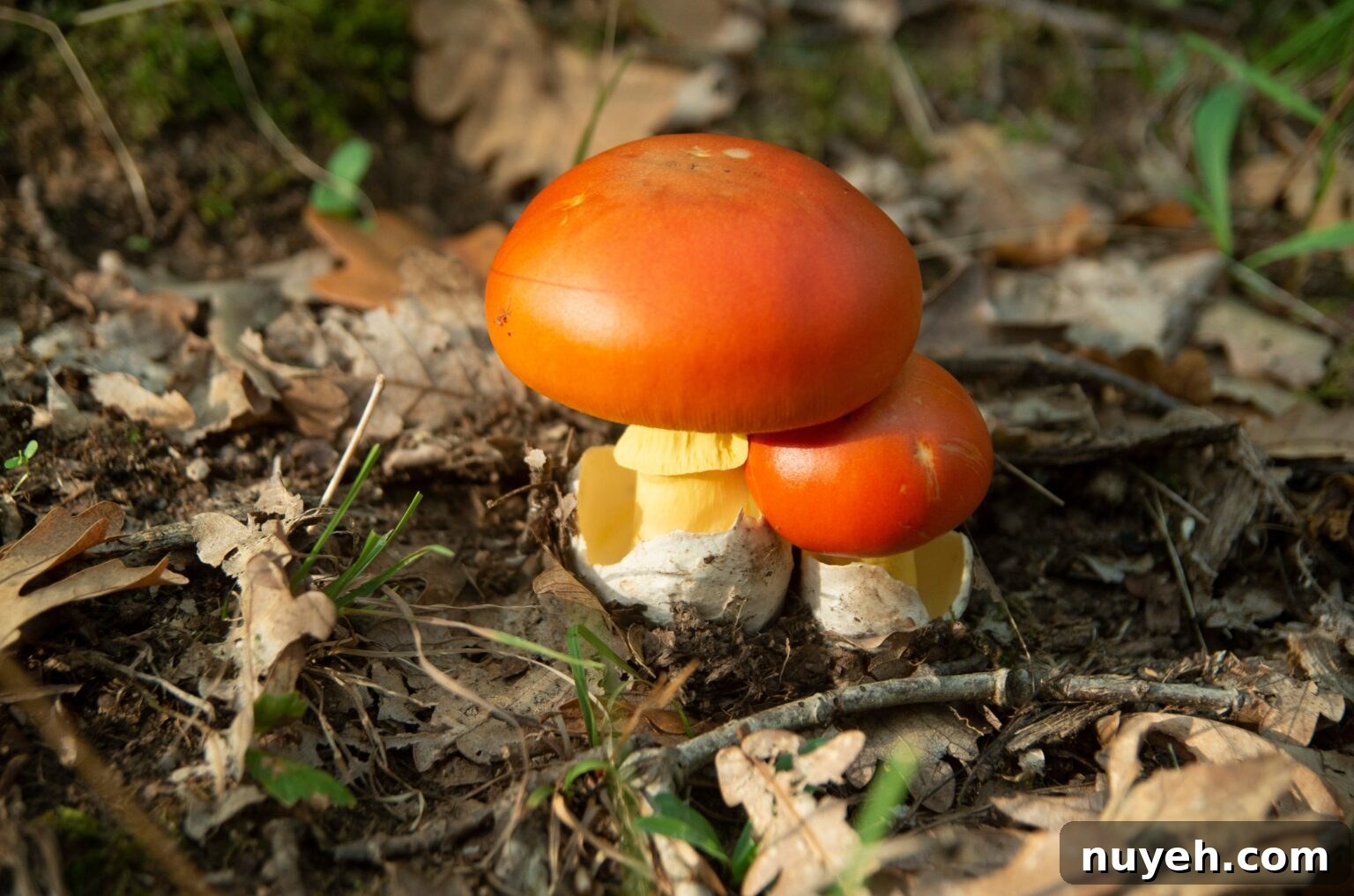Caesars Mushroom (Amanita caesarea)
