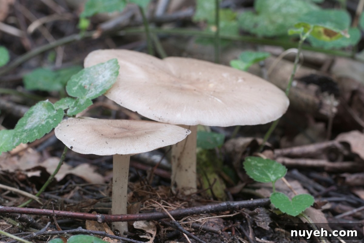 Deer Mushroom (Pluteus cervinus)