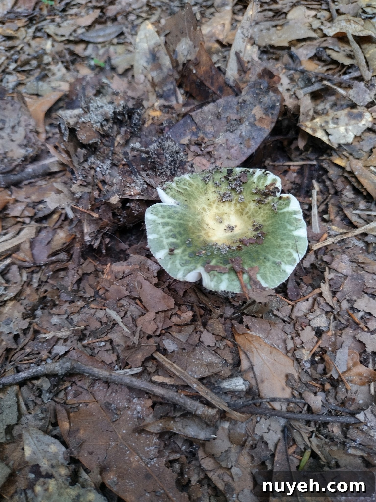 Quilted Green Russula (Russula virescens)