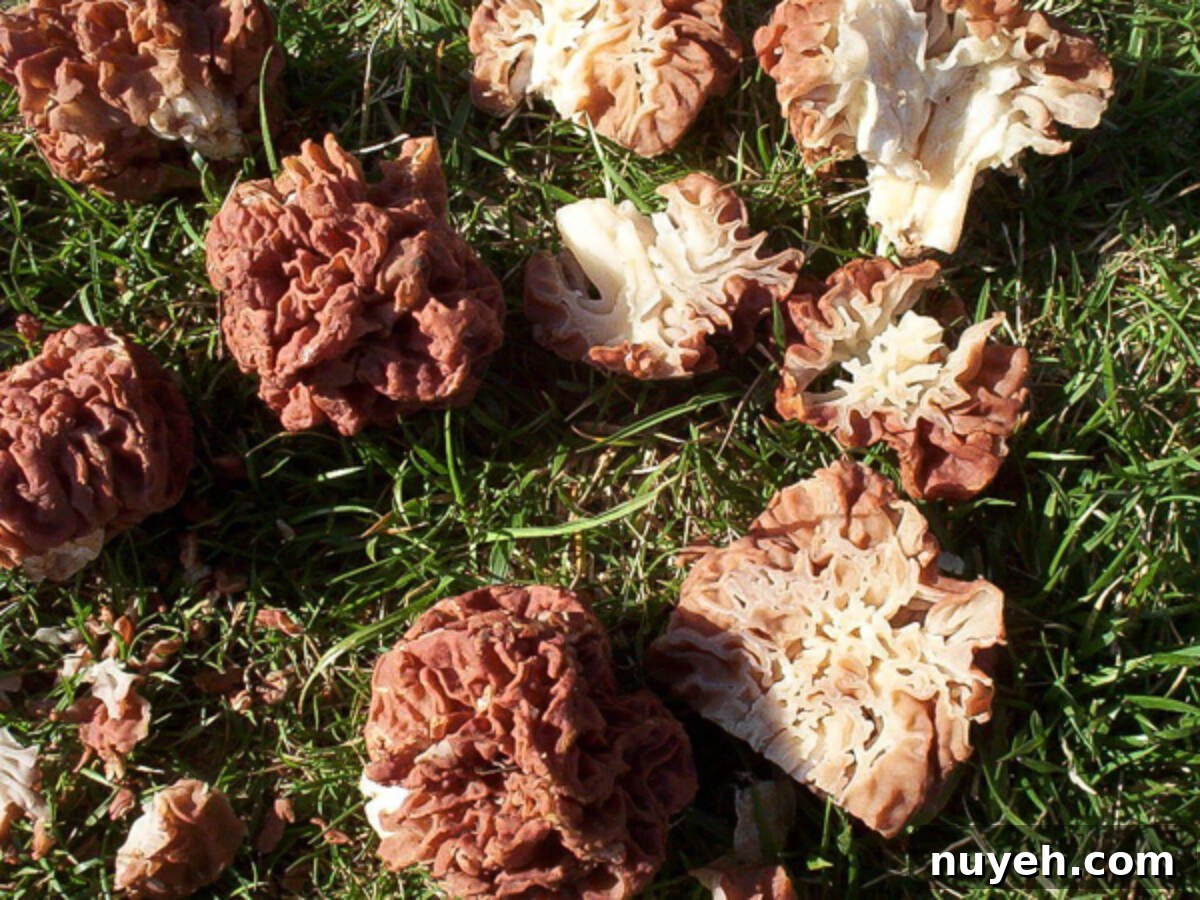 Gyromitra caroliniana (morel look alike)