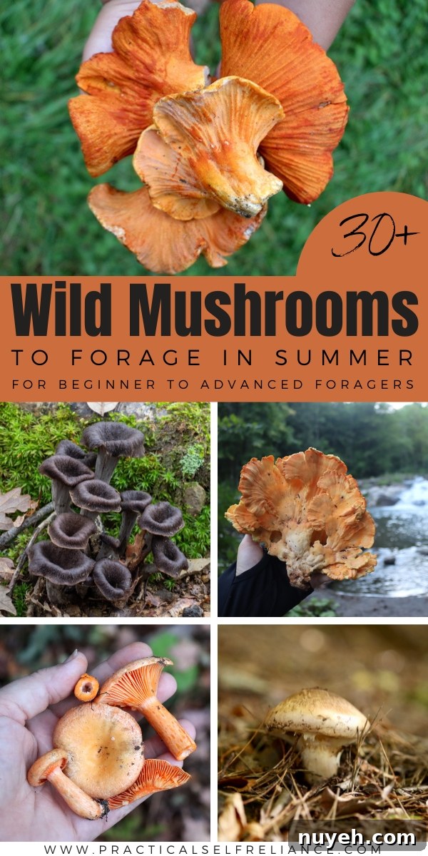 Summer Mushroom Foraging