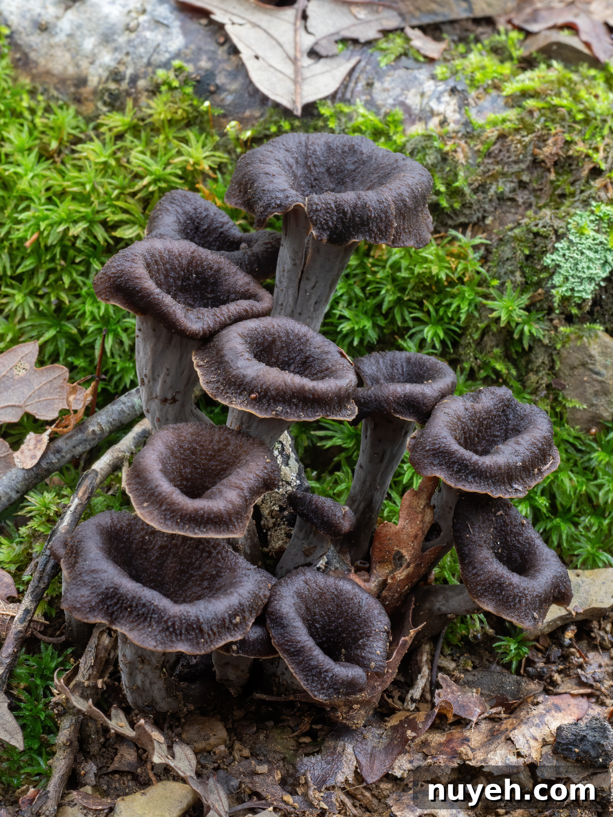 Black Trumpet Mushrooms