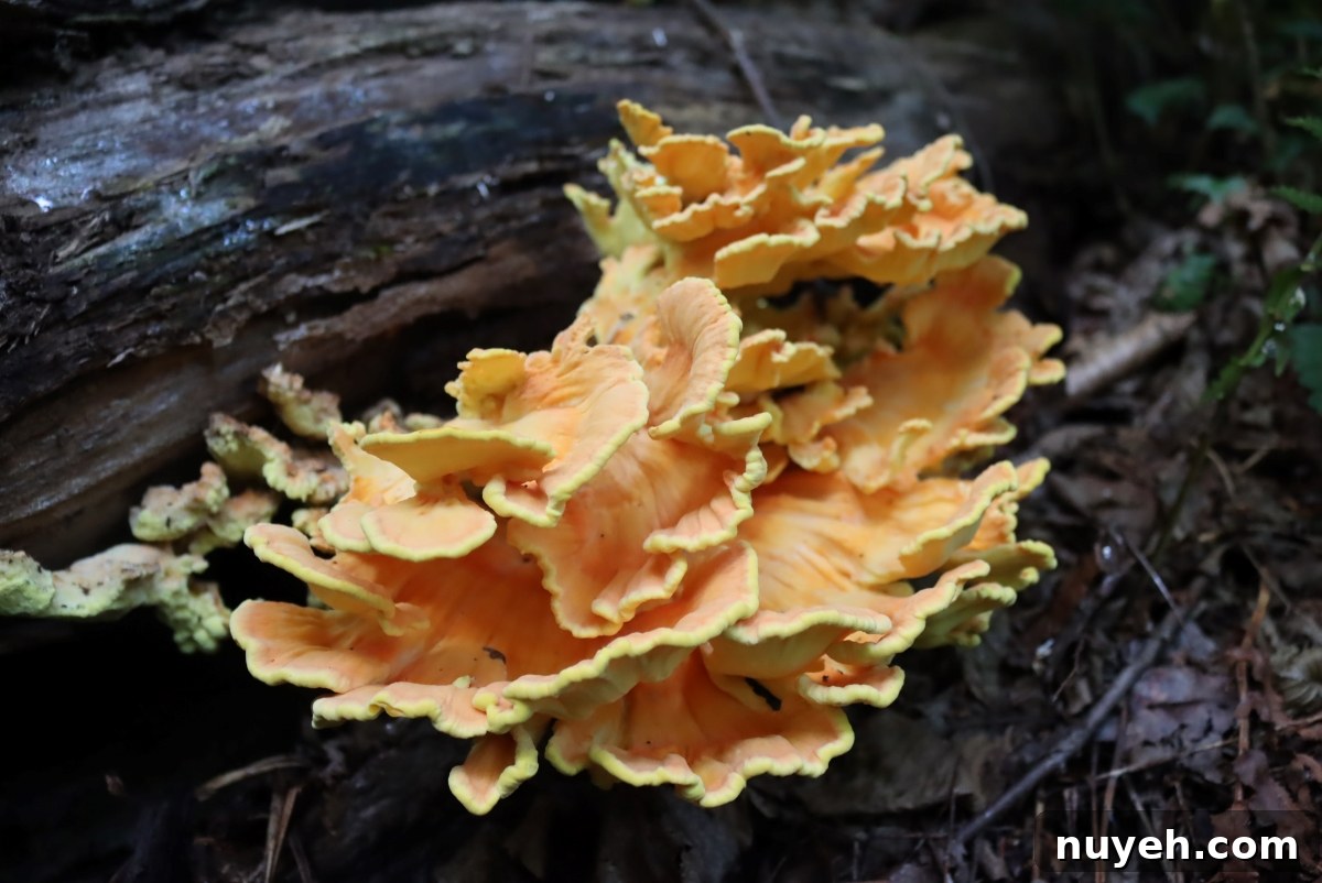 Chicken of the Woods Mushrooms