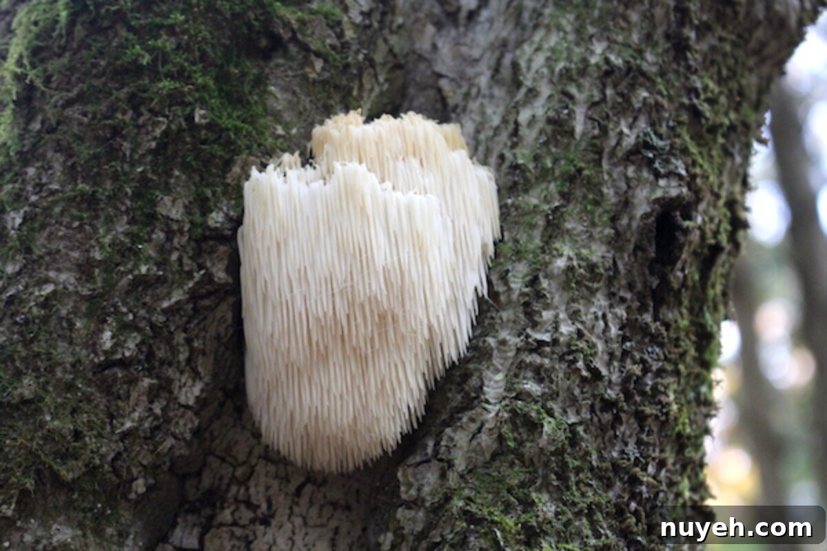Lion's mane mushrooms