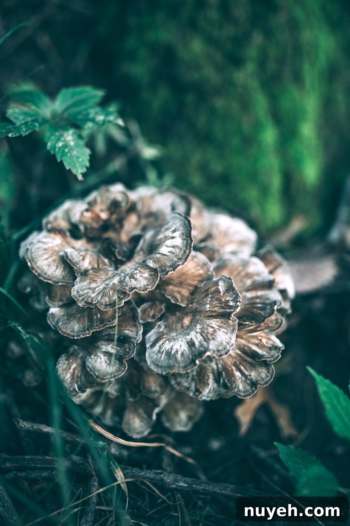 Hen Of The Woods Mushrooms (Maitake Mushrooms)