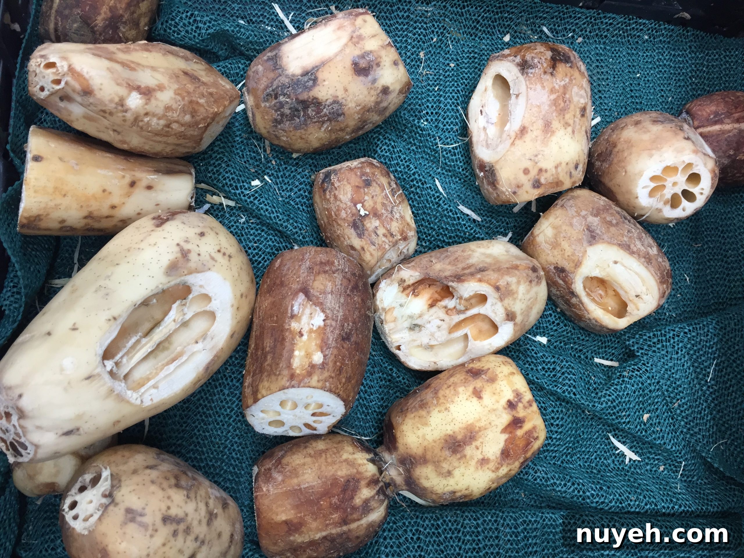 fresh lotus root