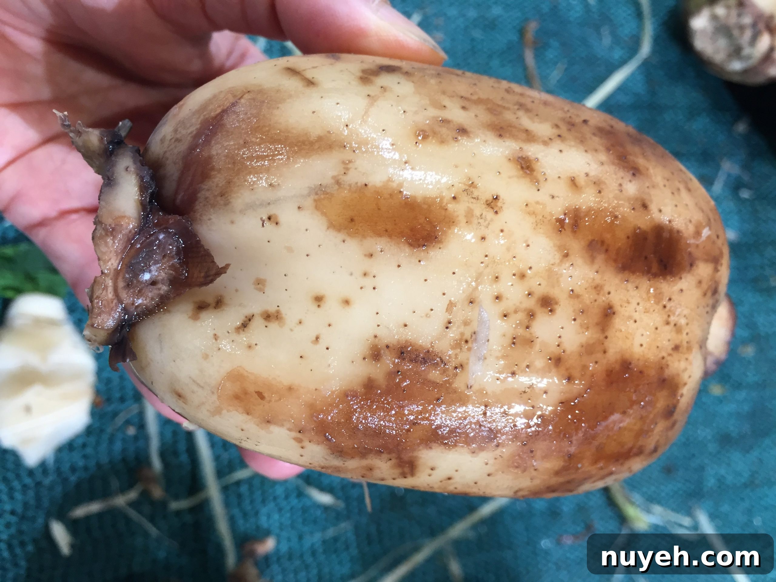 lotus root with no holes