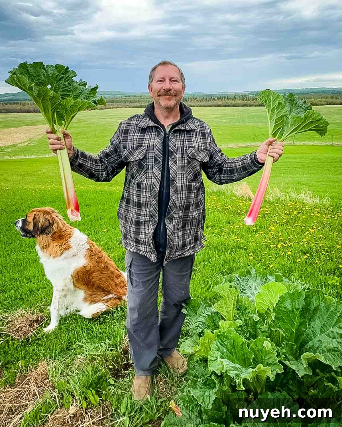 Jeri's husband, Bill, holding up two rhubarb stalks.